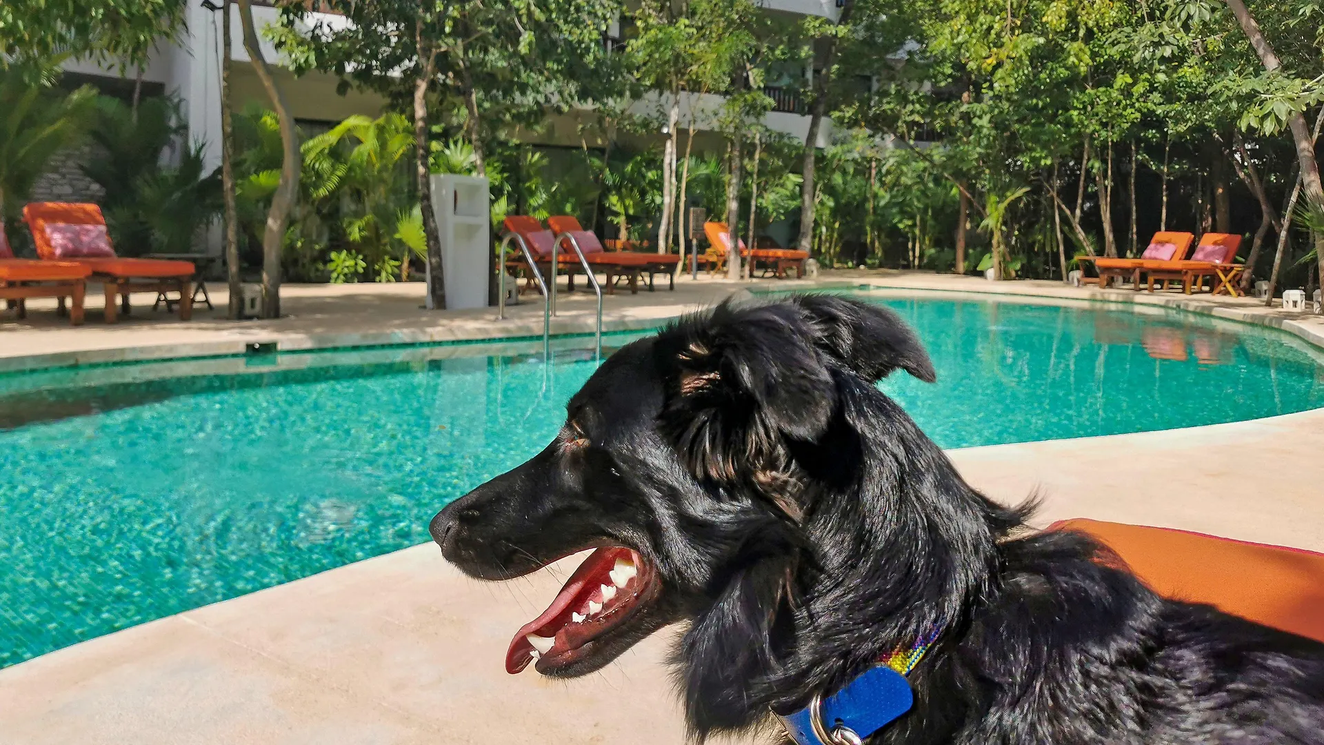 Hotel Kimpton Aluna Resort Tulum By Ihg